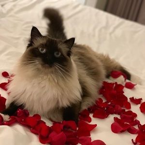 Meet your Posher, Jericka